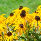 Vibrant Heirloom 'Paradoxa' Yellow Spider Echinacea purpurea 100 PCS Seeds