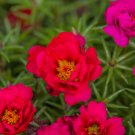 Outdoor Exotic Portulaca Grandiflora Moss-rose Purslane Double Indoor 100 PCS Seeds