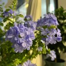 Garden-Ready Ceratostigma Plumbaginoides Bonsai 100 PCS Seeds