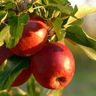 Natural Red-Fleshed Apple Redlove Apple Fruit Tree 50 PCS Seeds