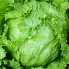 Unique Red Iceberg Lettuce Heirloom Organic 200 PCS Seeds
