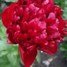 Vibrant Xinniang Series Deep Red Peony Velvety Inner Stamens 20 PCS Seeds
