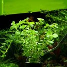 Easy-Care Aquarium Plants Bonsai Grass Water Aquatic Plant 500 PCS Seeds