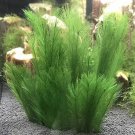 Indoor Limnophila Sessiliflora Moss Aquatic Plant 500 PCS Seeds