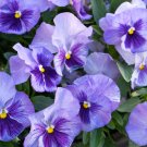 Ornamental Beautiful Pansy Plant Mix Color Wavy Viola Tricolor Flower 100 PCS Seeds