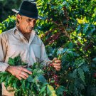 Italian Roasted coffee beans 50 lb