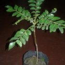 Organic Curry Leaves Plant / Murraya Koenigii Plants AntiOxidant / Cooking Organic Curry Leaves Plant / Murraya Koenigii Plants AntiOxidant / Cooking