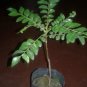 Organic Curry Leaves Plant / Murraya Koenigii Plants AntiOxidant / Cooking