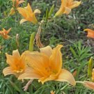 FLORA'S FANCY Daylily 3 Fans Root Systems FJ