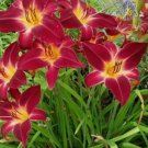 RED VOLUNTEER 3 Daylily Root Fans FJ