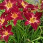 RED VOLUNTEER 3 Daylily Root Fans FJ