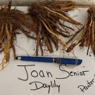 JOAN SENIOR Daylily 3 fans root systems FJ