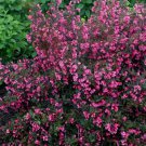 WINE & ROSES® Reblooming Weigela PP FJ