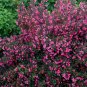 WINE & ROSES® Reblooming Weigela PP FJ