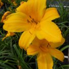 BUTTERED POPCORN Daylily 3 fans/root systems FJ