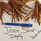 JOAN SENIOR Daylily 3 fans root systems FJ
