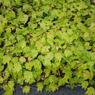 Red Maple quart pot Native red maple FJ