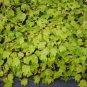 Red Maple quart pot Native red maple FJ