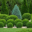 Little Giant Dwarf Arborvitae 1 qt. pot FJ