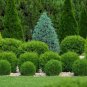 Little Giant Dwarf Arborvitae 1 qt. pot FJ