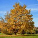Silver Maple qt pot (Acer saccharinum) FJ