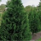 Murray Cypress 25 trees 2.5" pot FJ