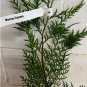 Murray Cypress 25 trees 2.5" pot FJ