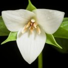 trillium 5 Erectum Sulcatum Barksdale's Furrowed Wake-robin FJ