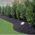 Leyland Cypress trees 10 pot 2.5" inch pot FJ