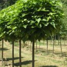 Catalpa tree qt. pot FJ