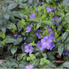 Vinca Minor vine 2.5" pot, graveyard vine FJ