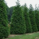Green Giant 2-3' trade gallon Arborvitae Thuja plicata FJ