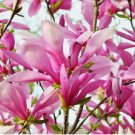 Ann Magnolia gallon pot shrub/tree FJ