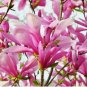 Ann Magnolia gallon pot shrub/tree FJ