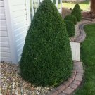 GREEN MOUNTAIN BOXWOOD qt pot FJ