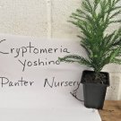 CRYPTOMERIA YOSHINO Japanese Cedar qt pot FJ