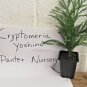 CRYPTOMERIA YOSHINO Japanese Cedar qt pot FJ