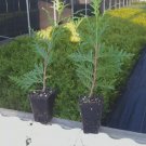 25 Green Giant trees 2.5" pot Arborvitae Thuja plicata FJ