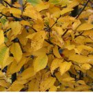 American Hornbeam tree (Carpinus caroliniana) quart pot FJ