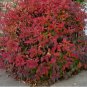 Henry's Garnet Itea 4" pot Virginica Sweetspire FJ