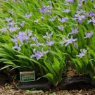 Crested Wild Iris 5 roots Iris cristata FJ
