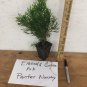 EMERALD GREEN Arborvitae 2.5" pot - (Thuja occidentalis) FJ
