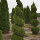 EMERALD GREEN 25 trees Arborvitae 2.5" pot Thuja occidentalis FJ