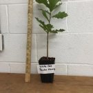 White Oak Tree qt pot (Quercus alba) FJ