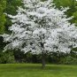 White Dogwood 4" pot (cornus-florida) FJ
