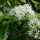 White Fringe tree quart pot FJ