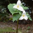 White Trillium 20 bulbs FJ