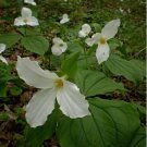 White Trillium 5 bulbs Wood Lily FJ