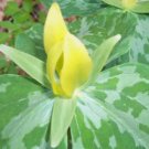 Yellow Trillium 5 bulbs (T. luteum) wildflower FJ