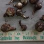 WILD DAFFODIL 100 bulbs LENT LILY, BUTTERCUP FJ